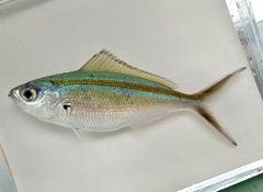 Blue and Gold Fusilier photo 4