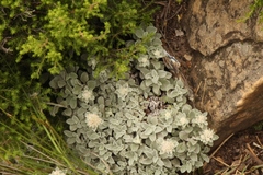 Helichrysum sutherlandii