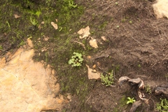 Pelargonium capituliforme