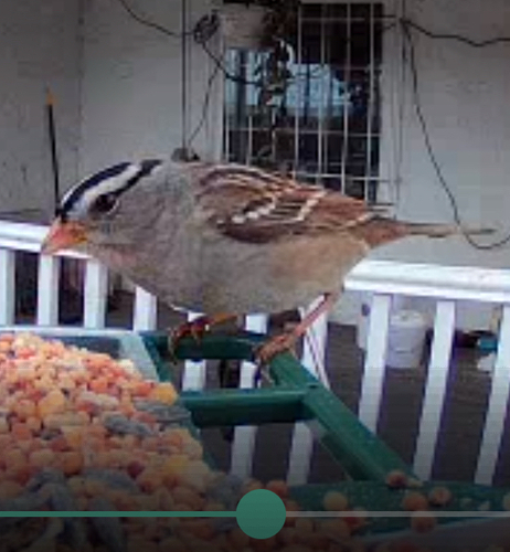 White-crowned Sparrow