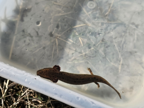 Common Mudpuppy observed by keemywille22