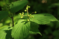 Viburnum wrightii