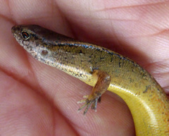 Oligosoma aeneum