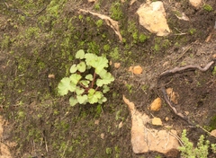 Pelargonium capituliforme
