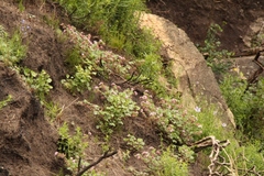 Pelargonium capituliforme