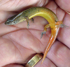 Oligosoma aeneum