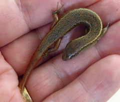 Oligosoma aeneum