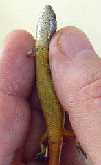 Oligosoma aeneum