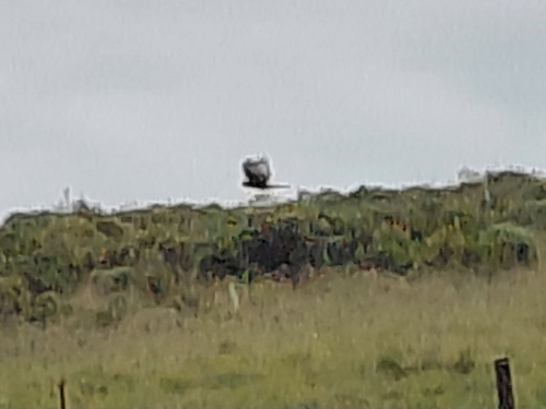 iNaturalist image