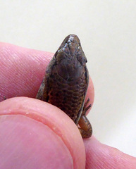 Oligosoma aeneum