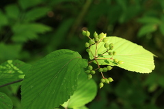 Viburnum wrightii