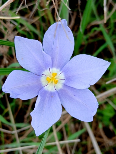 Prairie Pleatleaf (Nemastylis geminiflora)