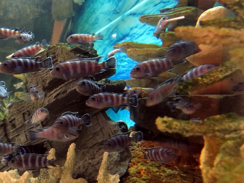 Demasoni mbuna (Pseudotropheus demasoni) — Cichlidae — 5