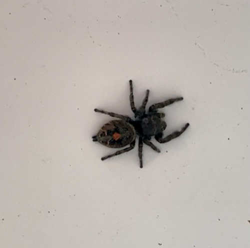 Bold Jumping Spider