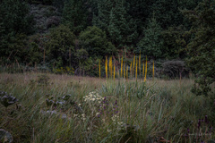 Kniphofia multiflora