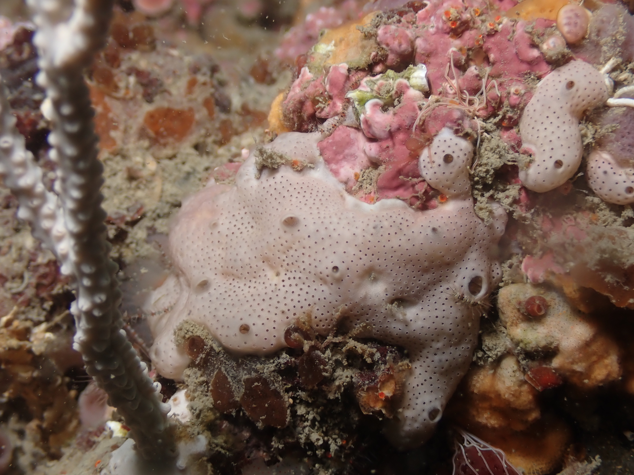 Lissoclinum perforatum (Giard, 1872)