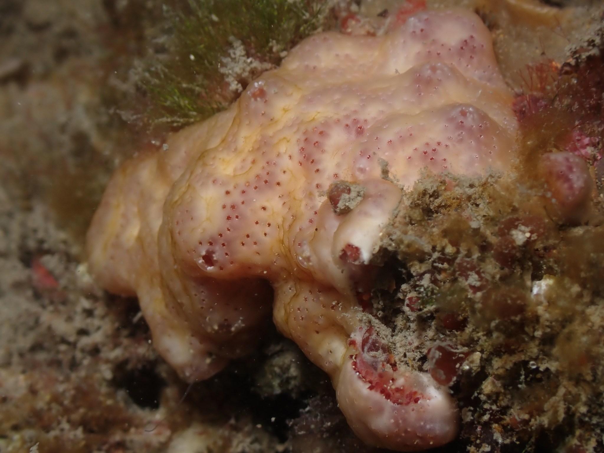 Polysyncraton lacazei (Giard, 1872)