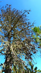 Dendroctonus adjunctus