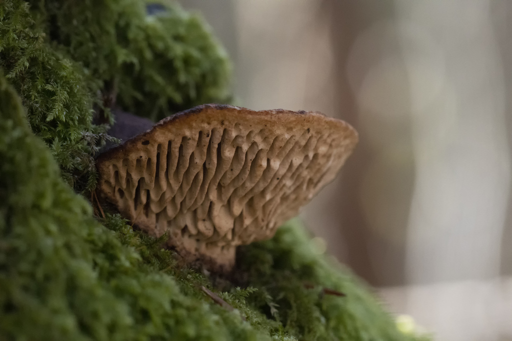 Fomitopsis quercina · April 2026 · photo: © ellegaardsnatur (iNaturalist, cc-by)