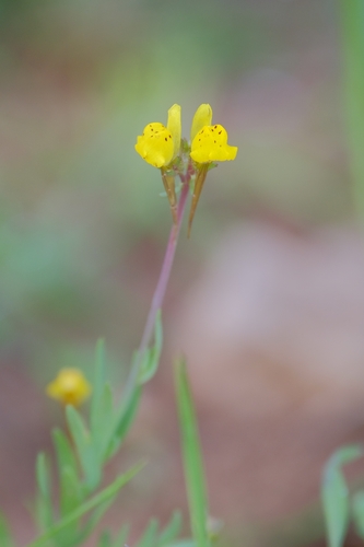 Linaria amethystea