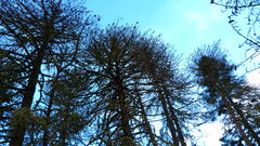 Dendroctonus adjunctus