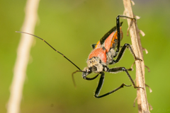 Rhynocoris segmentarius