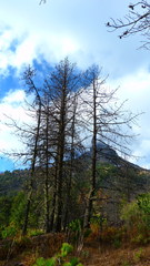 Dendroctonus adjunctus