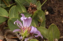 Afroaster perfoliatus