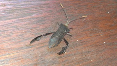 Leptoglossus ingens