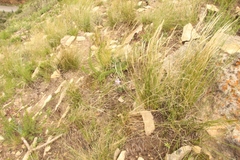 Afroaster perfoliatus