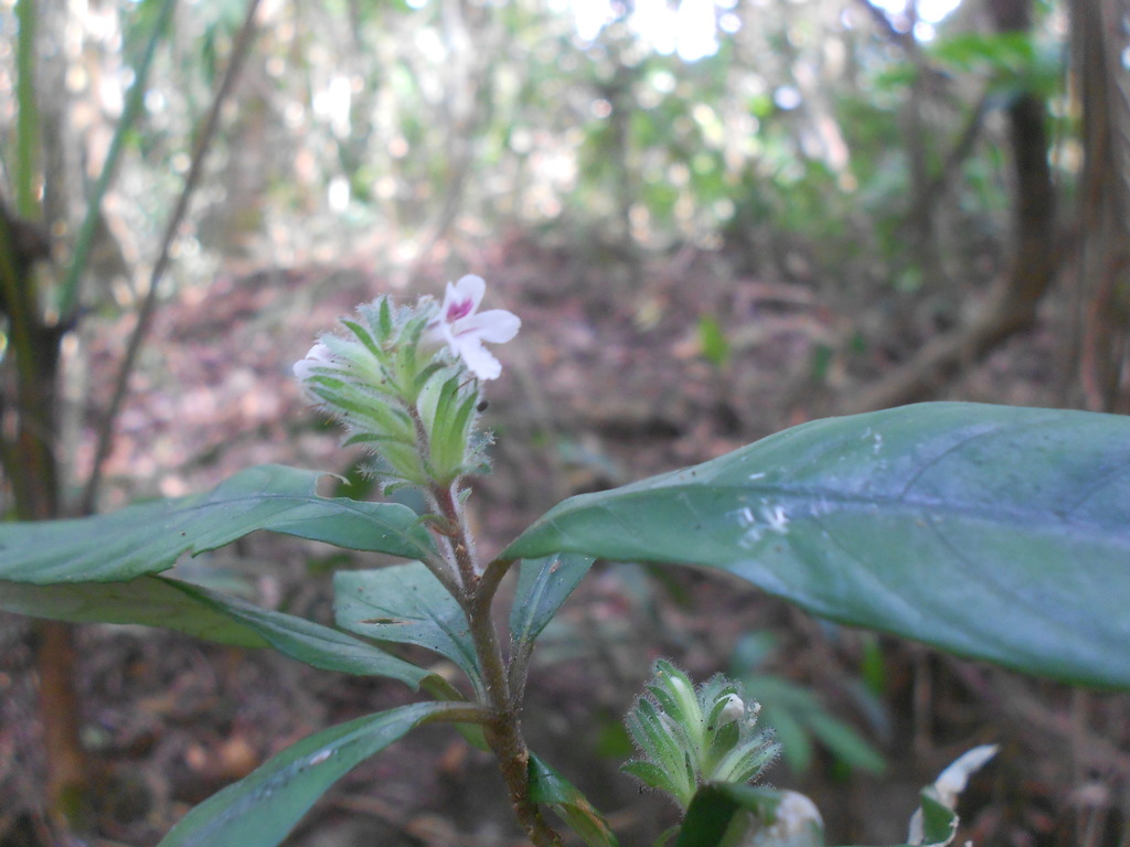 Staurogyne riedeliana