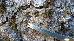 Dendroctonus adjunctus