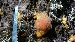 Dendroctonus adjunctus