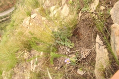 Afroaster perfoliatus