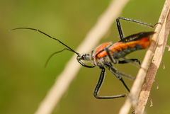 Rhynocoris segmentarius