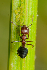 Crematogaster castanea rufonigra