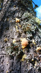 Dendroctonus adjunctus