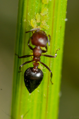 Crematogaster castanea rufonigra