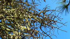 Dendroctonus adjunctus