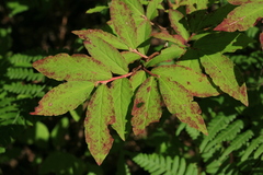 Vaccinium smallii
