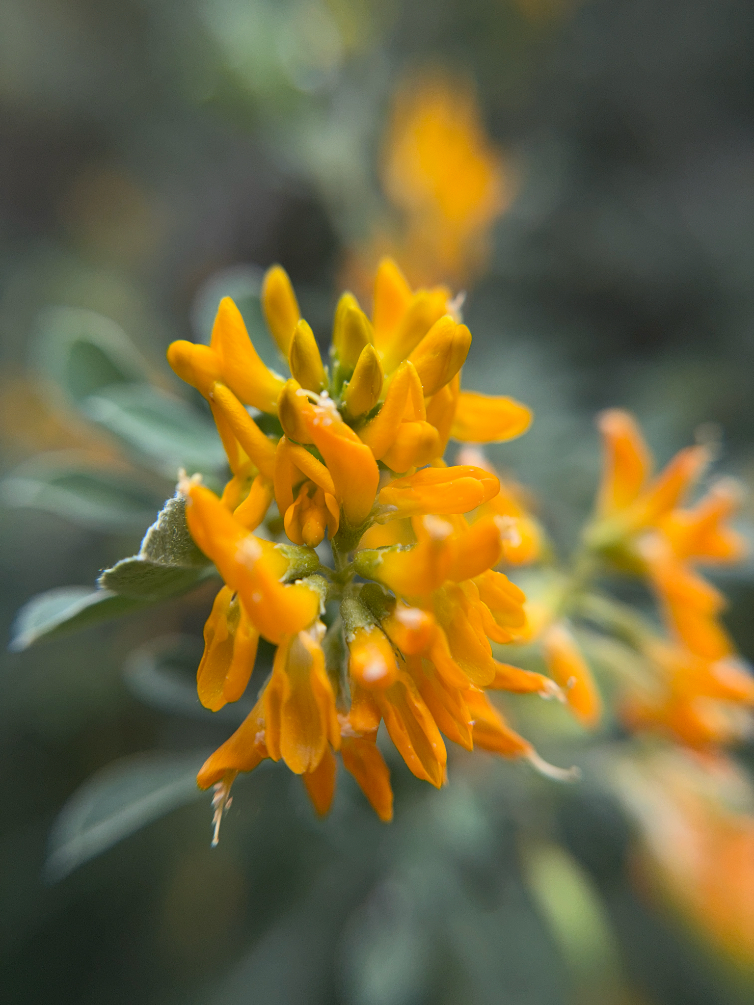 Moon Trefoil (Medicago arborea)