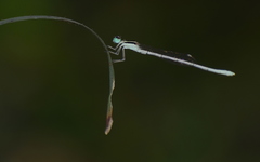 Agriocnemis lacteola
