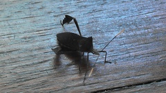 Leptoglossus ingens