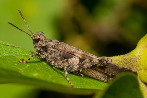 Trilophidia conturbata