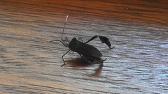 Leptoglossus ingens