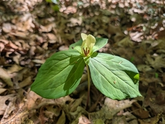 Trillium discolor, photograph author not stated, no rights reserved