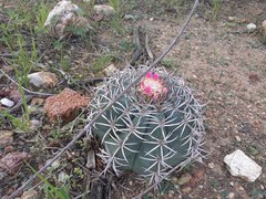Melocactus zehntneri