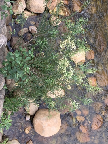 River Bellbush (Freylinia lanceolata)