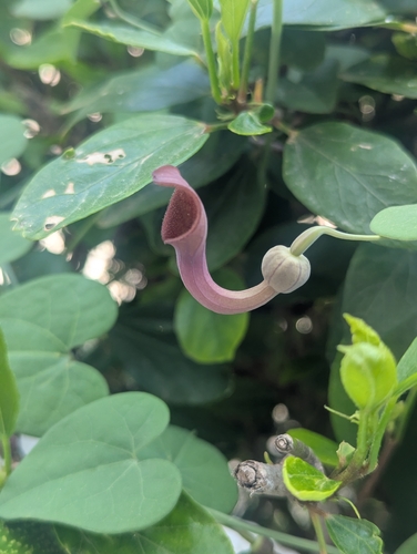 Andalusian Dutchman's Pipe (Aristolochia baetica)