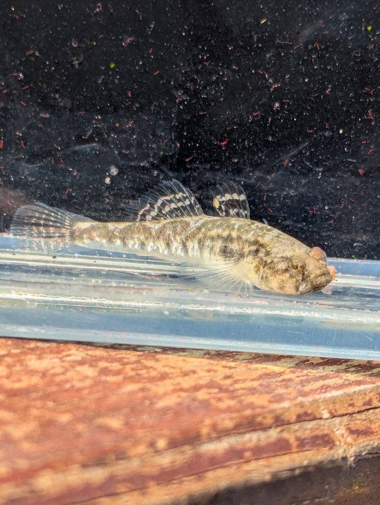 Adriatic dwarf goby (Knipowitschia panizzae) — Gobiidae
